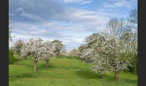 Streuobstwiese (meadow orchard)