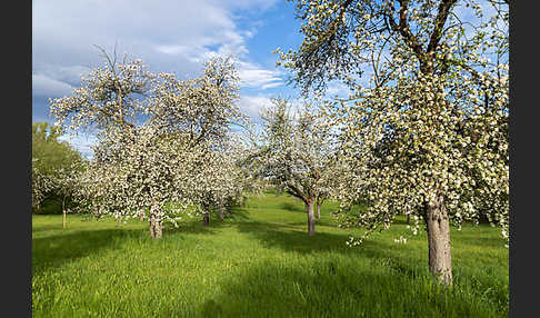 Streuobstwiese (meadow orchard)