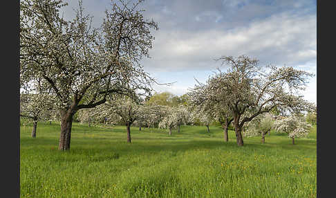 Streuobstwiese (meadow orchard)