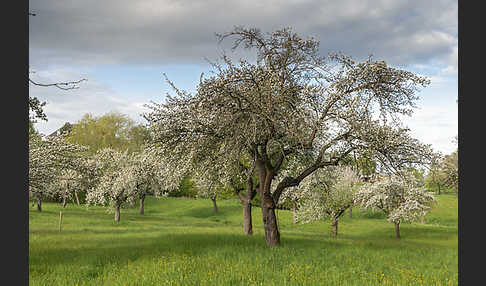 Streuobstwiese (meadow orchard)