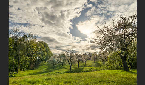 Streuobstwiese (meadow orchard)