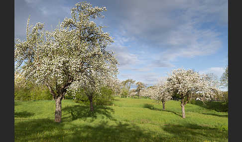 Streuobstwiese (meadow orchard)