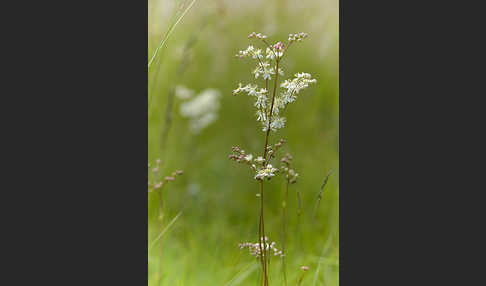 Kleines Mädesüß (Filipendula vulgaris)