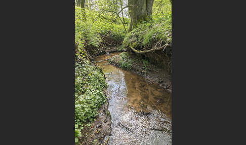 Thüringen (Thuringia)