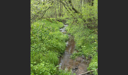 Thüringen (Thuringia)