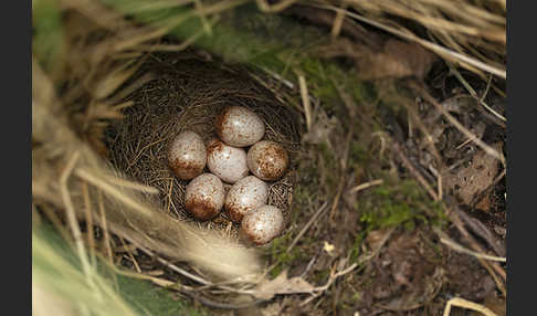 Rotkehlchen (Erithacus rubecula)