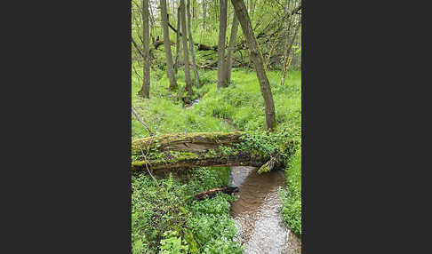 Thüringen (Thuringia)