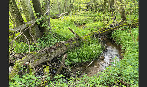 Thüringen (Thuringia)