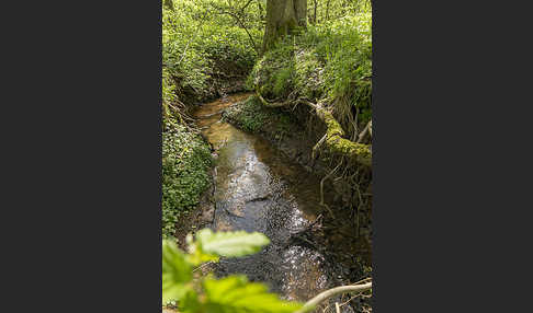 Thüringen (Thuringia)