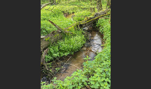 Thüringen (Thuringia)