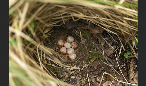 Rotkehlchen (Erithacus rubecula)