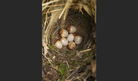 Rotkehlchen (Erithacus rubecula)