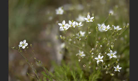 Galmei-Frühlings-Miere (Minuartia verna subsp. Hercynica)