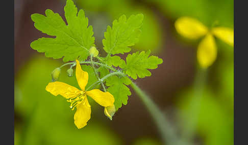 Schöllkraut (Chelidonium majus)