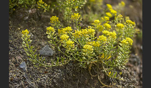 Kelch-Steinkraut (Alyssum alyssoides)