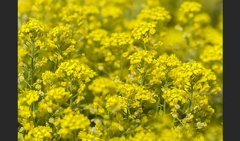 Kelch-Steinkraut (Alyssum alyssoides)