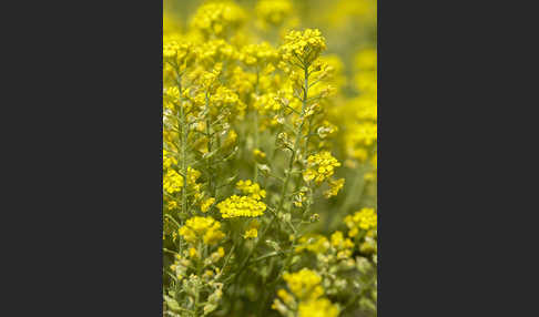 Kelch-Steinkraut (Alyssum alyssoides)