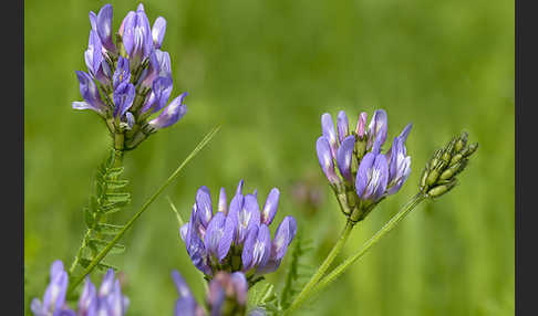 Dänischer Tragant (Astragalus danicus)