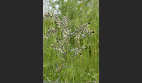 Braunes Mönchskraut (Nonea erecta)