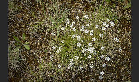 Kelch-Steinkraut (Alyssum alyssoides)