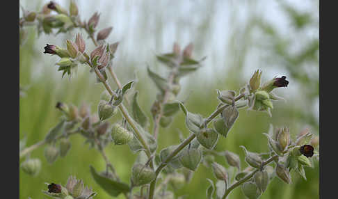 Braunes Mönchskraut (Nonea erecta)