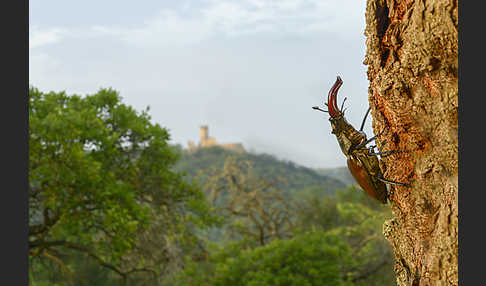 Hirschkäfer (Lucanus cervus)