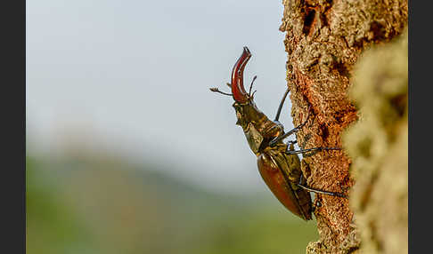 Hirschkäfer (Lucanus cervus)