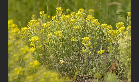 Kelch-Steinkraut (Alyssum alyssoides)