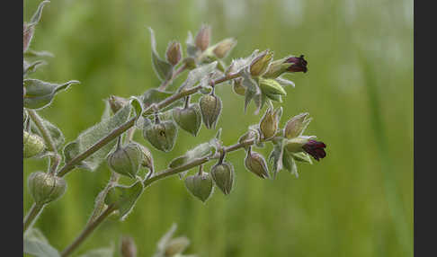 Braunes Mönchskraut (Nonea erecta)