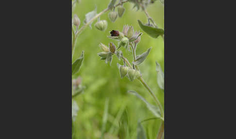 Braunes Mönchskraut (Nonea erecta)