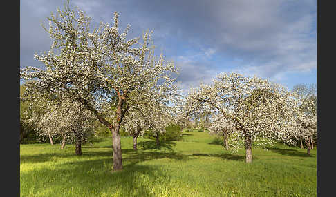 Streuobstwiese (meadow orchard)