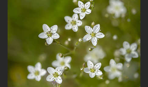 Galmei-Frühlings-Miere (Minuartia verna subsp. Hercynica)