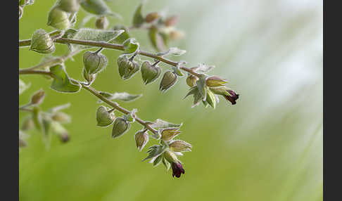 Braunes Mönchskraut (Nonea erecta)