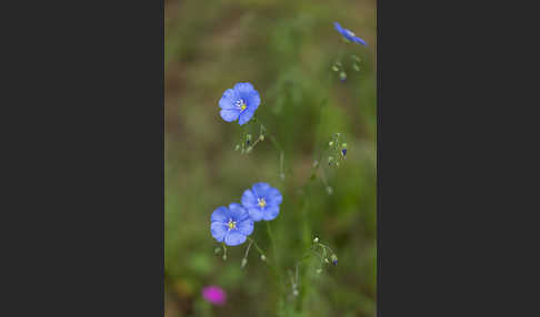 Lein (Linum spec.)