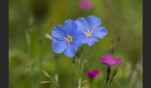 Lein (Linum spec.)