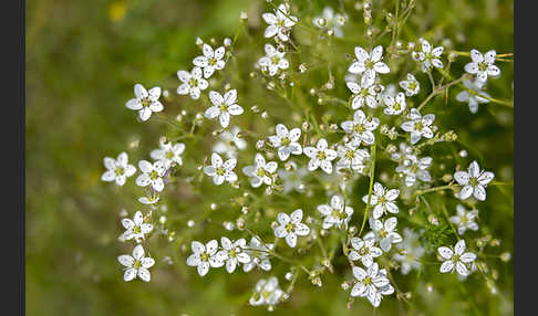 Galmei-Frühlings-Miere (Minuartia verna subsp. Hercynica)