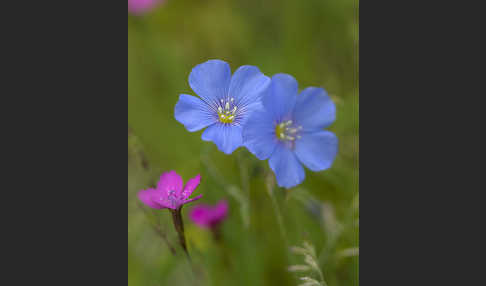 Lein (Linum spec.)