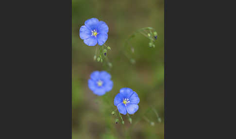 Lein (Linum spec.)