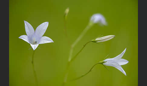 Wiesen-Glockenblume (Campanula patula)