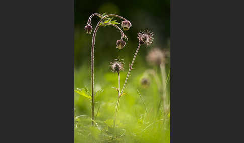 Bach-Nelkenwurz (Geum rivale)