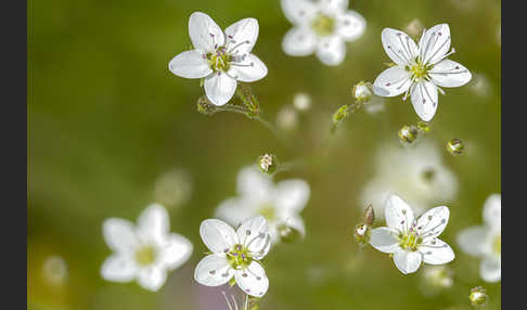 Galmei-Frühlings-Miere (Minuartia verna subsp. Hercynica)