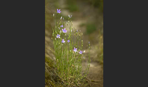 Wiesen-Glockenblume (Campanula patula)