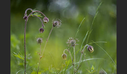 Bach-Nelkenwurz (Geum rivale)