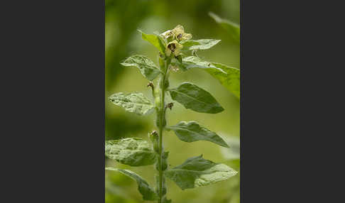 Schwarzes Bilsenkraut (Hyoscyamus niger)