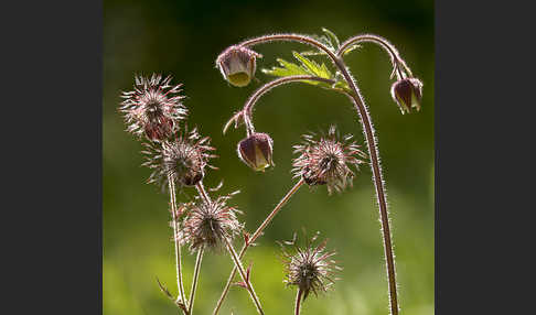 Bach-Nelkenwurz (Geum rivale)