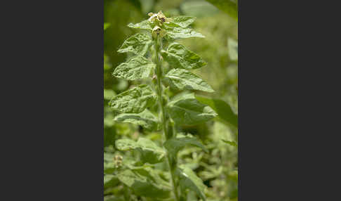 Schwarzes Bilsenkraut (Hyoscyamus niger)