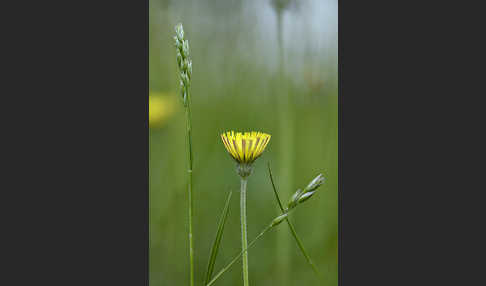 Kleines Habichtskraut (Pilosella officinarum)