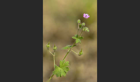 Weicher Storchschnabel (Geranium molle)