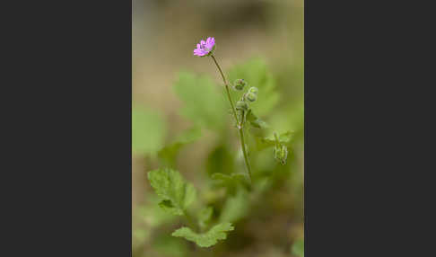 Weicher Storchschnabel (Geranium molle)