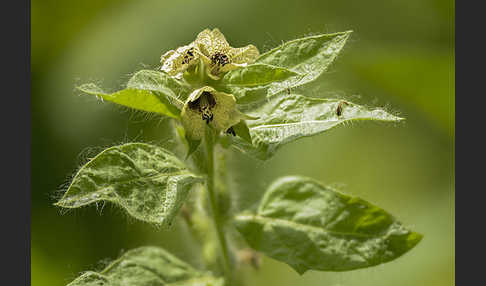 Schwarzes Bilsenkraut (Hyoscyamus niger)